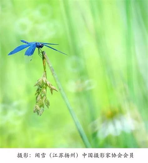 蜻蜓來家裡|【家裡飛進蜻蜓】家裡飛進蜻蜓，代表好運還是厄運？揭密蜻蜓飛。